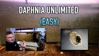 How I Raise Daphnia Water Fleas And You Can Too [upl. by Rawdan883]