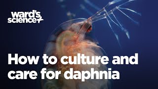 Caring and Culturing for Daphnia [upl. by Savick663]