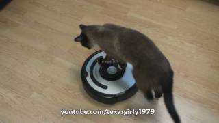 Cat shows HOW TO use iRobot Roomba Vacuum [upl. by Artnoed147]