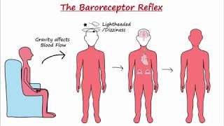 Baroreceptor Reflex [upl. by Ettenna]