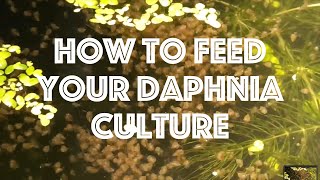 How To Feed Your Daphnia Culture [upl. by Zsolway]