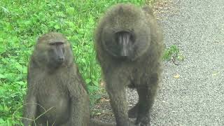 Olive Baboon Kibale National Park Uganda [upl. by Hootman705]