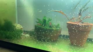 Daphnia Culturing Snails or no snails [upl. by Erdah]