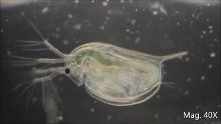 Daphnia magna under the Microscope [upl. by Anaillil]