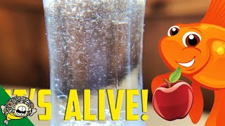 How to culture Vinegar Eels The EASY Way Live Fish Food [upl. by Airol]