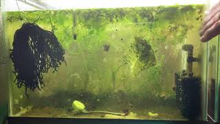 Scuds Daphnia Cherry Shrimp Copepods My aquatic food culture [upl. by Mollie]