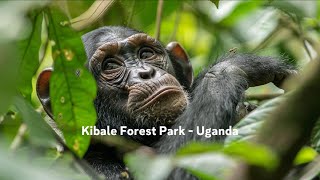 Kibale Forest Park  Uganda [upl. by Yawnoc]