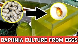 HOW TO HATCH DAPHNIA EGGS  HOW TO CULTURE DAPHNIA [upl. by Ayocal]