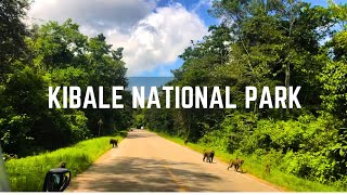 Kibale National Park  UGANDA [upl. by Ttenrag]