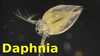 Daphnia [upl. by Olwena825]