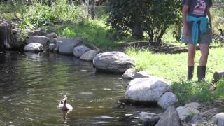 Neglected Ducks Get Their First Swim [upl. by Ellezig]