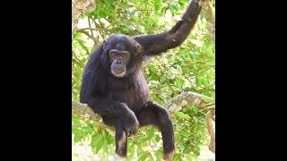 Kibale Chimpanzee Snare Removal Program Short Documentary Kibale Chimpanzee Project [upl. by Aiza359]