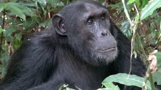 Chimpanzees of Kibale National Park  Uganda [upl. by Yleik]