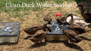 Duck Water System [upl. by Davison900]