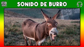 SONIDO DE BURRO 🐴 [upl. by Kalikow]