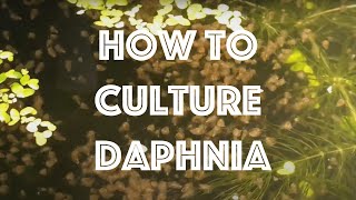 How To Culture Daphnia Magna [upl. by Saideman]