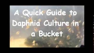 How to culture daphnia outside [upl. by Jarlath]