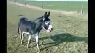 videos de burro [upl. by Adnilav]