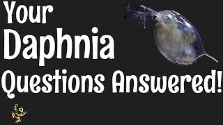 Daphnia Questions Answered [upl. by Elsy]