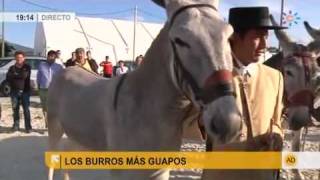 Los burros más guapos [upl. by Aulea]