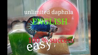 daphnia moina culture Easy way Unlimited production English  with sub Green water Chlorella [upl. by Arrimat]