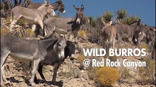 Wild Burros at Red Rock Canyon  Wild Horse and Burro Adoption Program [upl. by Eidnahs77]