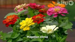 Trisha plants zinnias Central Texas Gardener [upl. by Eleanora851]