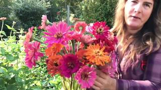 Cutting Zinnias For Bouquets [upl. by Yrevi717]