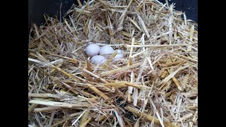 How Our Ducks Lay Eggs [upl. by Morgen]