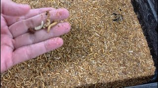 MEALWORM FARMING FOR BEGINNERS – How to Maintain a Healthy Mealworm Farm [upl. by Miharbi400]