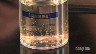 How to Care for Daphnia [upl. by Milzie]