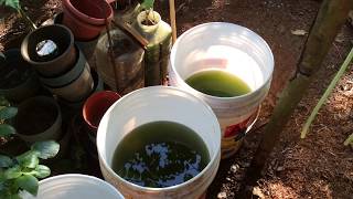 How to grow Green Water Algae [upl. by Einolem918]