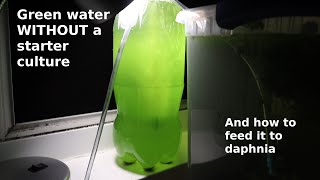 Green Water WITHOUT a Starter Culture  From Scratch  How To [upl. by Renrag]