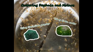 How To Culture Daphnia and Moinas using Green Water Spirulina powder [upl. by Digdirb30]