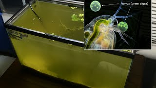 Raising Daphnia for the Freshwater Aquarium [upl. by Anelyak]