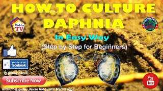 HOW TO CULTURE DAPHNIA In Easy Way [upl. by Bessie]