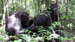 Chimp trekking in Kibale National Park Uganda [upl. by Einnok]